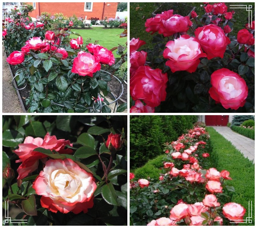 Nostalgie róże wielkokwiatowe